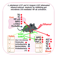 Graphical abstract: Lactobacillus plantarum LC27 and Bifidobacterium longum LC67 mitigate alcoholic steatosis in mice by inhibiting LPS-mediated NF-κB activation through restoration of the disturbed gut microbiota