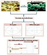 Graphical abstract: Dietary supplemental Kluyveromyces marxianus alters the serum metabolite profile in broiler chickens