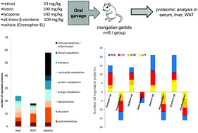 Graphical abstract: Proteomic responses of carotenoid and retinol administration to Mongolian gerbils
