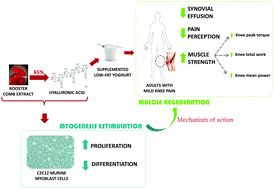 Graphical abstract: Effectiveness of a low-fat yoghurt supplemented with rooster comb extract on muscle strength in adults with mild knee pain and mechanisms of action on muscle regeneration