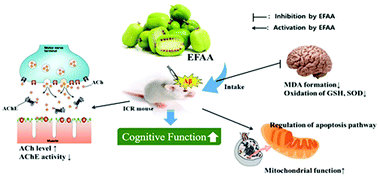 Graphical abstract: Anti-amyloidogenic properties of an ethyl acetate fraction from Actinidia arguta in Aβ1–42-induced ICR mice