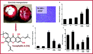 Graphical abstract: Protective activity of tovophyllin A, a xanthone isolated from Garcinia mangostana pericarps, against acetaminophen-induced liver damage: role of Nrf2 activation