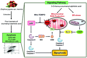 Graphical abstract: Triterpenoids from Ziziphus jujuba induce apoptotic cell death in human cancer cells through mitochondrial reactive oxygen species production