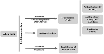 Graphical abstract: Evaluation of biological and antimicrobial properties of freeze-dried whey fermented by different strains of Lactobacillus plantarum