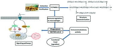 Graphical abstract: Structural characterization and immunomodulatory activity of a novel polysaccharide from Ficus carica