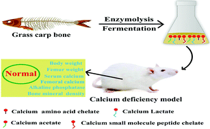Graphical abstract: Preparation of a fermentation solution of grass fish bones and its calcium bioavailability in rats