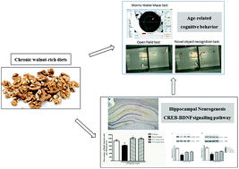 Graphical abstract: Walnut diets up-regulate the decreased hippocampal neurogenesis and age-related cognitive dysfunction in d-galactose induced aged rats