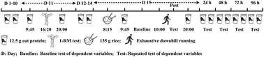 Graphical abstract: Effects of oat protein supplementation on skeletal muscle damage, inflammation and performance recovery following downhill running in untrained collegiate men