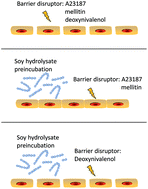 Graphical abstract: The epithelial barrier-protecting properties of a soy hydrolysate