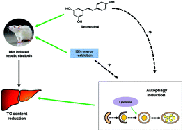 Graphical abstract: Involvement of autophagy in the beneficial effects of resveratrol in hepatic steatosis treatment. A comparison with energy restriction