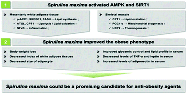 Graphical abstract: Anti-obesity effects of Spirulina maxima in high fat diet induced obese rats via the activation of AMPK pathway and SIRT1