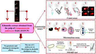 Graphical abstract: Preclinical safety evaluation of the ethanolic extract from Campomanesia pubescens (Mart. ex DC.) O.BERG (guavira) fruits: analysis of genotoxicity and clastogenic effects