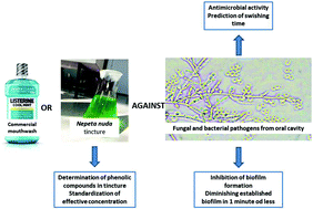 Graphical abstract: Characterization of phenolic compounds in tincture of edible Nepeta nuda: development of antimicrobial mouthwash