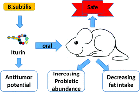 Graphical abstract: Potential of iturins as functional agents: safe, probiotic, and cytotoxic to cancer cells