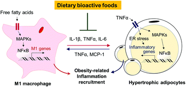 Graphical abstract: Preventive mechanism of bioactive dietary foods on obesity-related inflammation and diseases