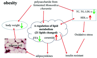 Graphical abstract: Polysaccharides from fermented Momordica charantia ameliorate obesity in high-fat induced obese rats