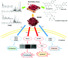 Graphical abstract: Uncovering the anti-proliferation mechanism and bioactive compounds in red kidney bean coat against B16-F10 melanoma cells by metabolomics and network pharmacology analysis