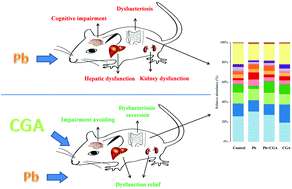Graphical abstract: Chlorogenic acid relieves lead-induced cognitive impairments and hepato-renal damage via regulating the dysbiosis of the gut microbiota in mice