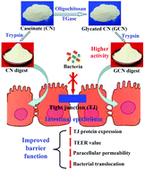 Graphical abstract: Effect of caseinate glycation with oligochitosan and transglutaminase on the intestinal barrier function of the tryptic caseinate digest in IEC-6 cells