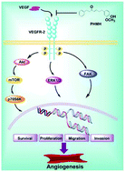 Graphical abstract: PHMH, a diarylheptanoid from Alpinia officinarum attenuates VEGF-induced angiogenesis via inhibition of the VEGFR-2 signaling pathway