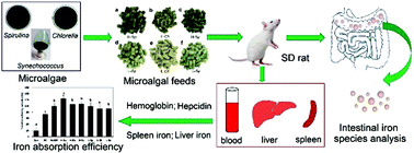 Graphical abstract: Effect of microalgae as iron supplements on iron-deficiency anemia in rats