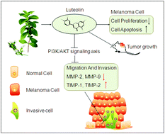 Graphical abstract: Luteolin inhibits proliferation and induces apoptosis of human melanoma cells in vivo and in vitro by suppressing MMP-2 and MMP-9 through the PI3K/AKT pathway