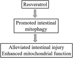 Graphical abstract: Resveratrol improves intestinal barrier function, alleviates mitochondrial dysfunction and induces mitophagy in diquat challenged piglets1