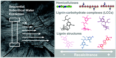 Graphical abstract: Differences in extractability under subcritical water reveal interconnected hemicellulose and lignin recalcitrance in birch hardwoods