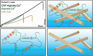 Graphical abstract: Supramolecular double networks of cellulose nanofibrils and algal polysaccharides with excellent wet mechanical properties