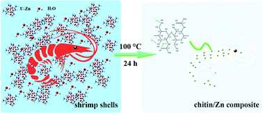 Graphical abstract: One-step preparation of an antibacterial chitin/Zn composite from shrimp shells using urea-Zn(OAc)2·2H2O aqueous solution