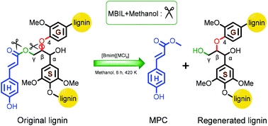 Graphical abstract: Selective catalytic tailoring of the H unit in herbaceous lignin for methyl p-hydroxycinnamate production over metal-based ionic liquids