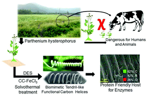 Graphical abstract: Direct conversion of lignocellulosic biomass to biomimetic tendril-like functional carbon helices: a protein friendly host for cytochrome C