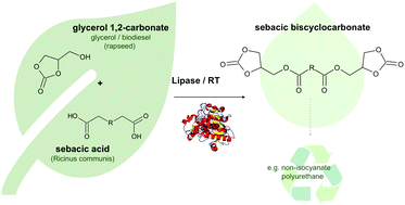 Graphical abstract: Biocatalytic and solvent-free synthesis of a bio-based biscyclocarbonate