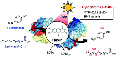 Graphical abstract: Solar-driven biocatalytic C-hydroxylation through direct transfer of photoinduced electrons