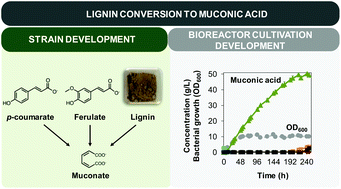 Graphical abstract: Bioprocess development for muconic acid production from aromatic compounds and lignin