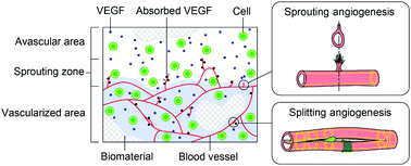 Graphical abstract: Different angiogenesis modes and endothelial responses in implanted porous biomaterials
