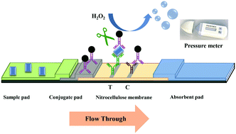 Graphical abstract: Lateral flow assay with pressure meter readout for rapid point-of-care detection of disease-associated protein