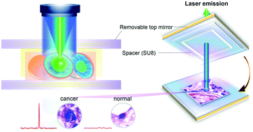 Graphical abstract: A robust tissue laser platform for analysis of formalin-fixed paraffin-embedded biopsies