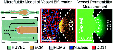 Graphical abstract: Flow dynamics control endothelial permeability in a microfluidic vessel bifurcation model