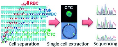Graphical abstract: Isolation and genome sequencing of individual circulating tumor cells using hydrogel encapsulation and laser capture microdissection
