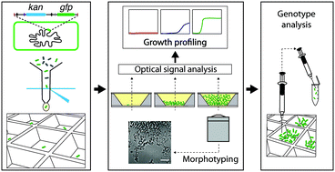 Graphical abstract: A universal platform for selection and high-resolution phenotypic screening of bacterial mutants using the nanowell slide