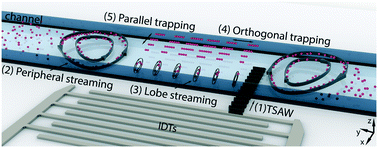 Graphical abstract: Surface acoustic wave diffraction driven mechanisms in microfluidic systems