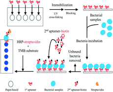 Graphical abstract: A nitrocellulose membrane-based integrated microfluidic system for bacterial detection utilizing magnetic-composite membrane microdevices and bacteria-specific aptamers