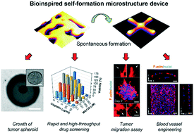 Graphical abstract: Facilitating tumor spheroid-based bioassays and in vitro blood vessel modeling via bioinspired self-formation microstructure devices
