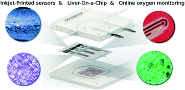 Graphical abstract: Online oxygen monitoring using integrated inkjet-printed sensors in a liver-on-a-chip system