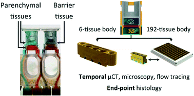 Graphical abstract: A 96-well microplate bioreactor platform supporting individual dual perfusion and high-throughput assessment of simple or biofabricated 3D tissue models
