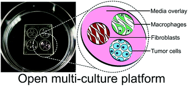 Graphical abstract: Open multi-culture platform for simple and flexible study of multi-cell type interactions