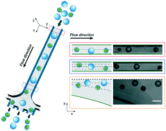 Graphical abstract: Size-based sorting of hydrogel droplets using inertial microfluidics