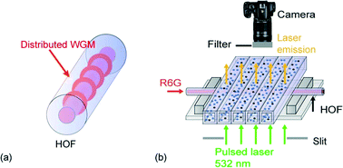 Graphical abstract: Distributed fibre optofluidic laser for chip-scale arrayed biochemical sensing