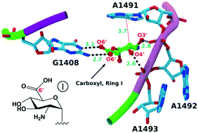 Graphical abstract: Exploring eukaryotic versus prokaryotic ribosomal RNA recognition with aminoglycoside derivatives